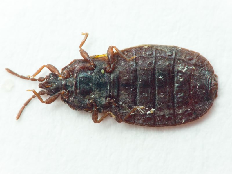 Aneurus (Aneurodes) avenius (Dufour, 1833)
